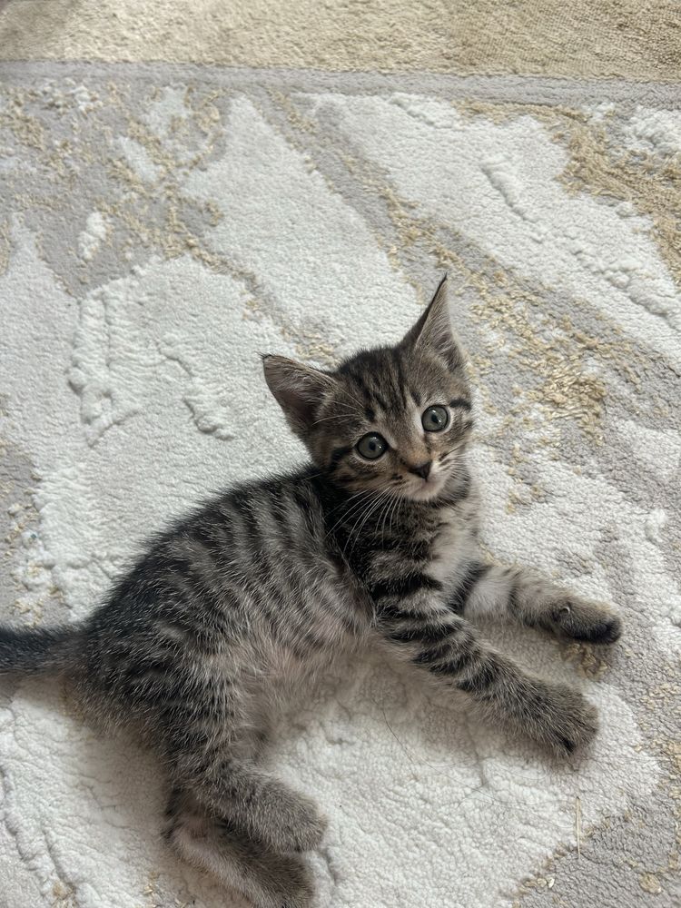 котенок 1 месяц