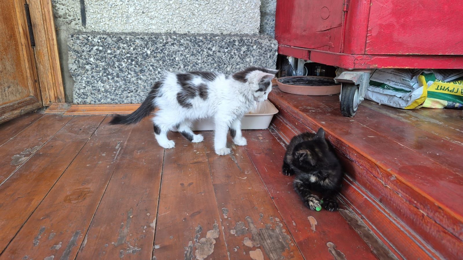 Котенок в добрые руки