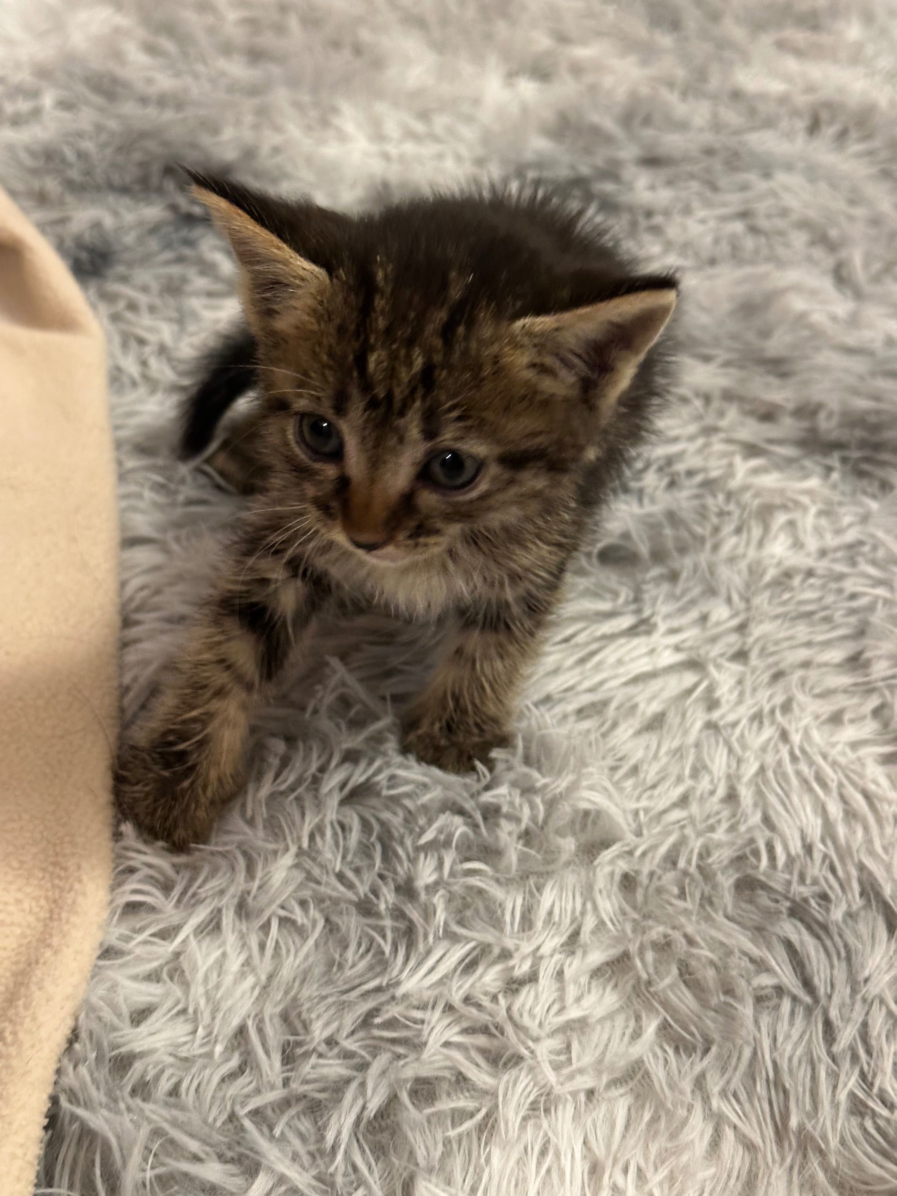 Котенок 1 месяц. Ищет семью