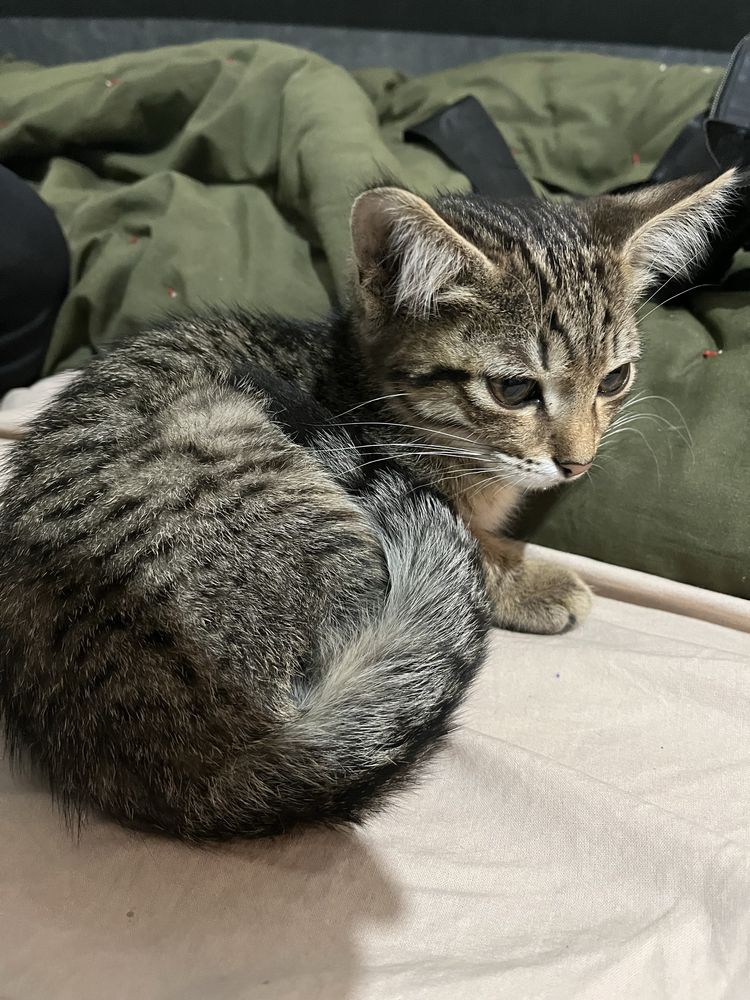 Котенок бесплатно