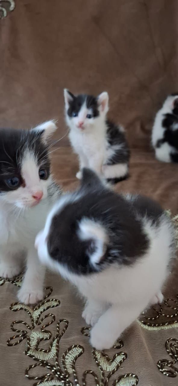 Котята ищут дом и добрых друзей