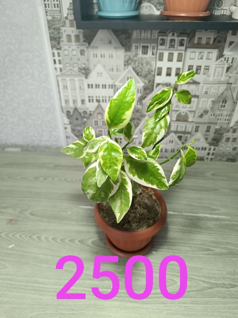 Продам цветы разные
