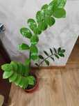 Продам замиокулькас. Долларовое дерево.