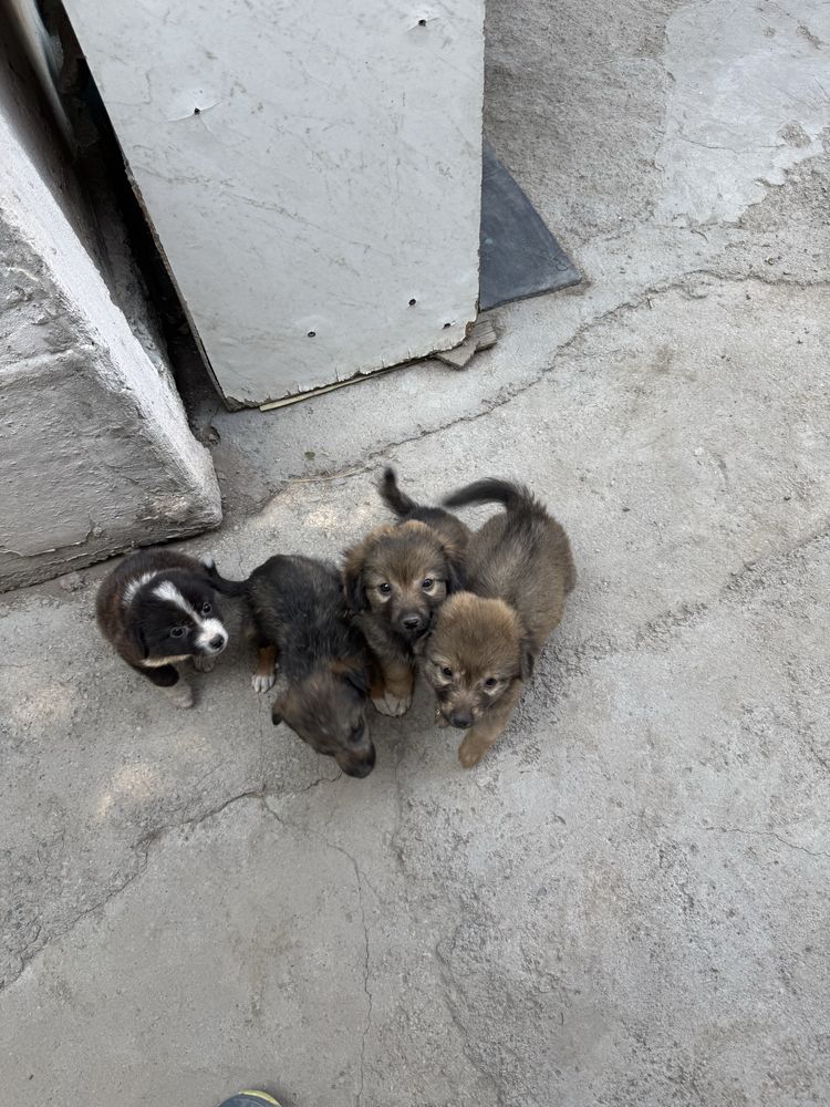 Щенки в хорошие руки