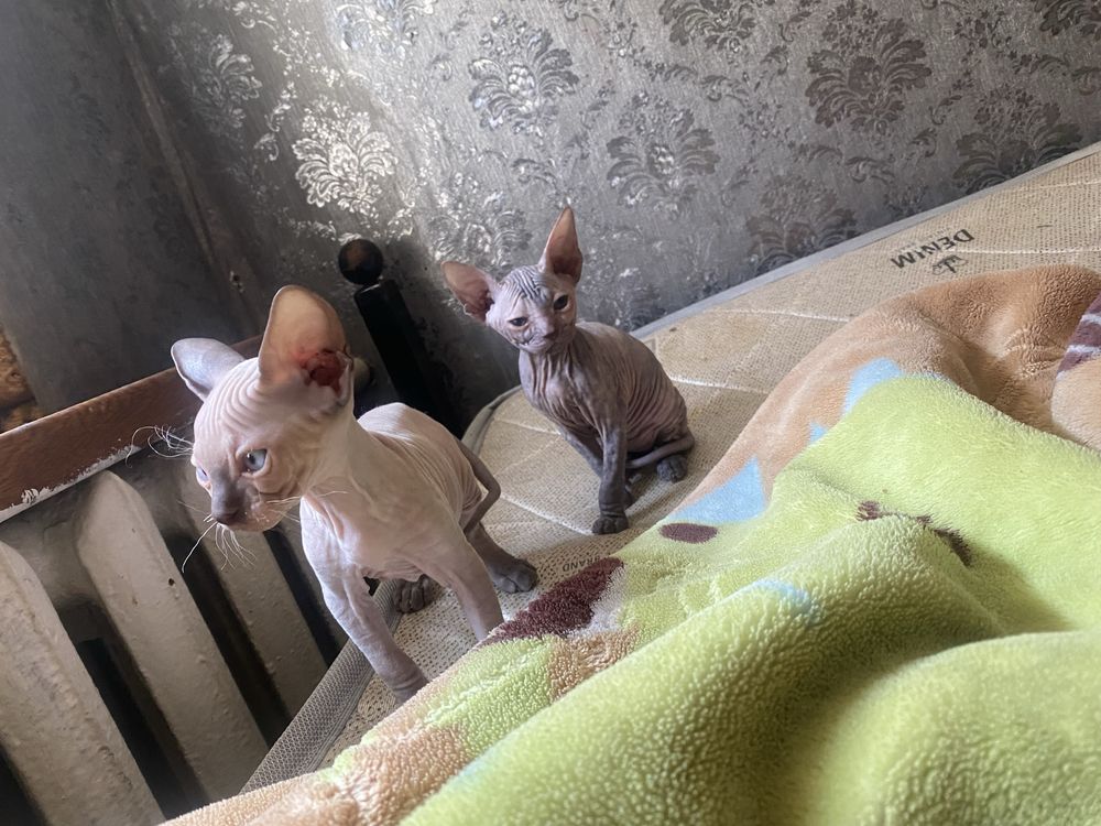 Продам котят сфинкс