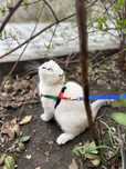 Кот шотладский вислоухий