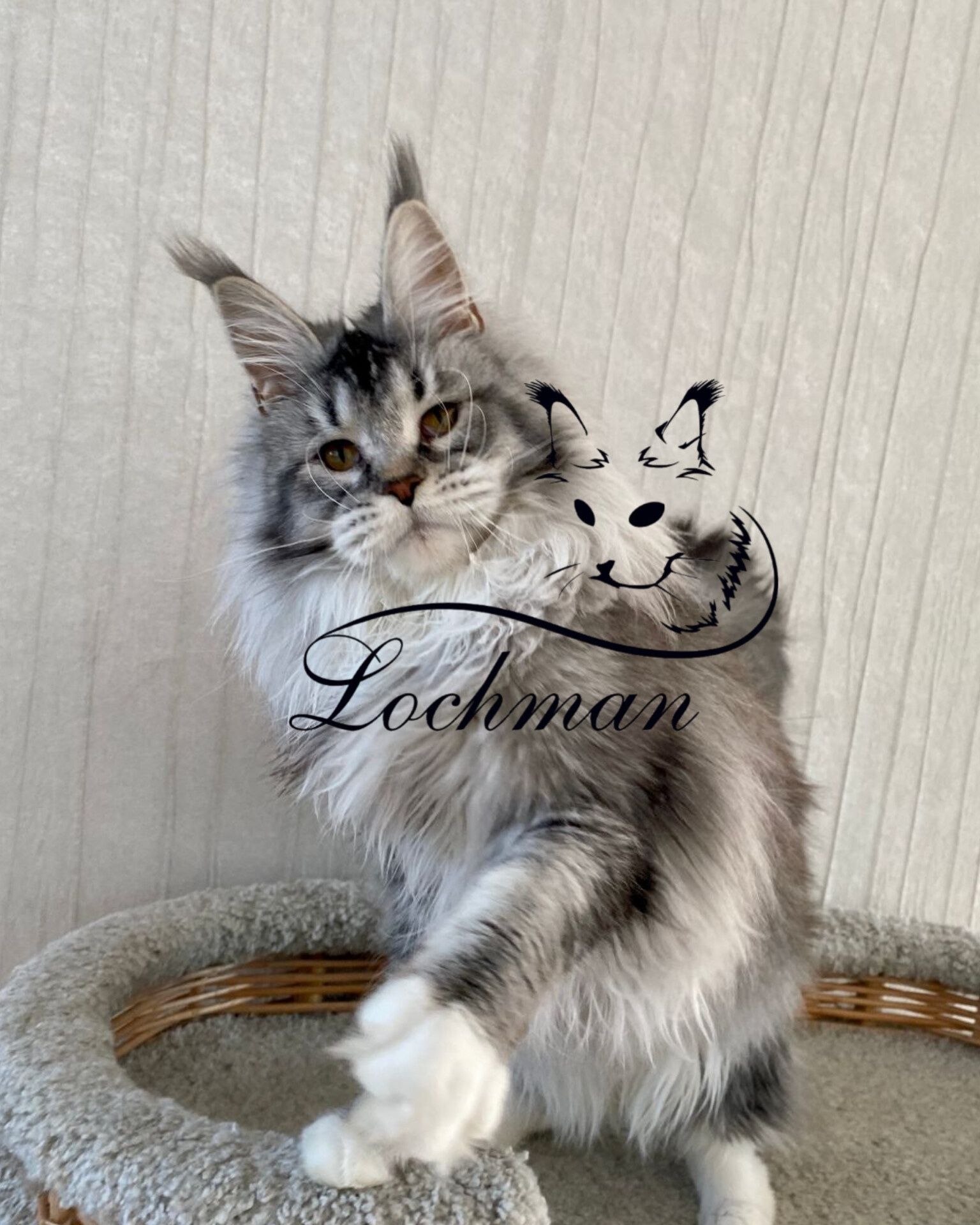 Котята Мейнкун из питомника
