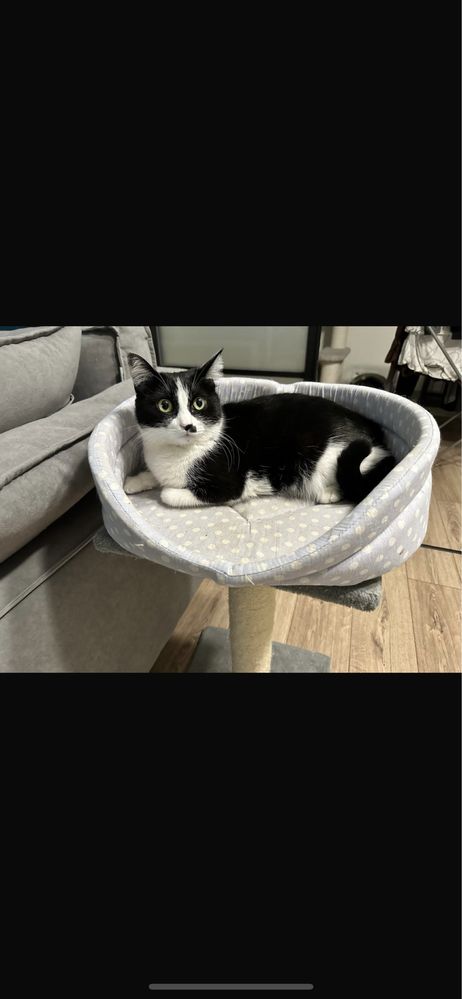 Кошка в добрые руки