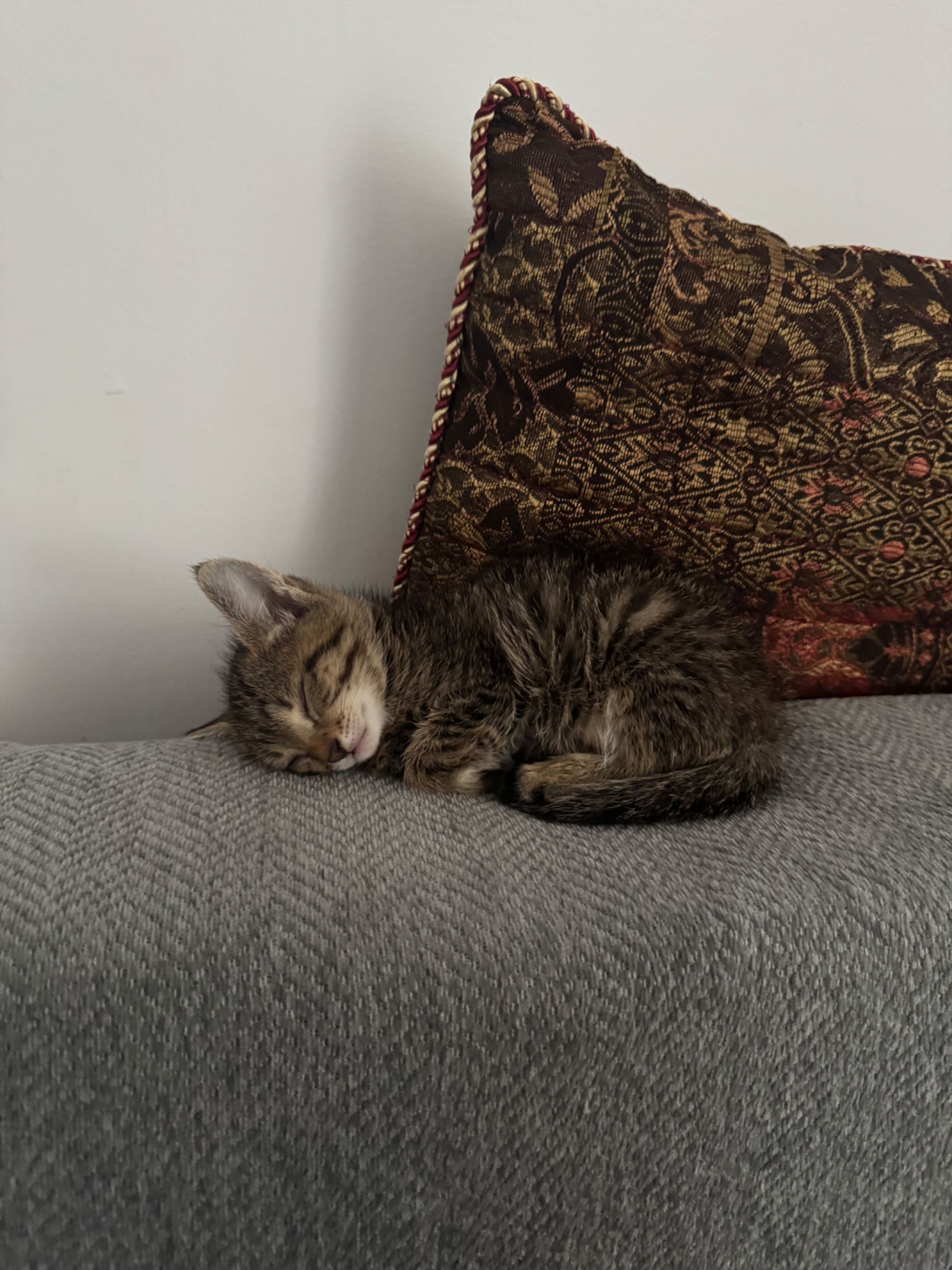 Котенок мальчик бесплатно