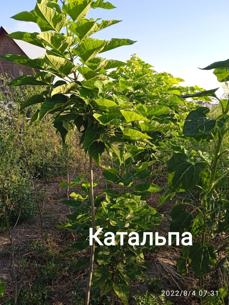 Продам саженцы декоративных деревьев