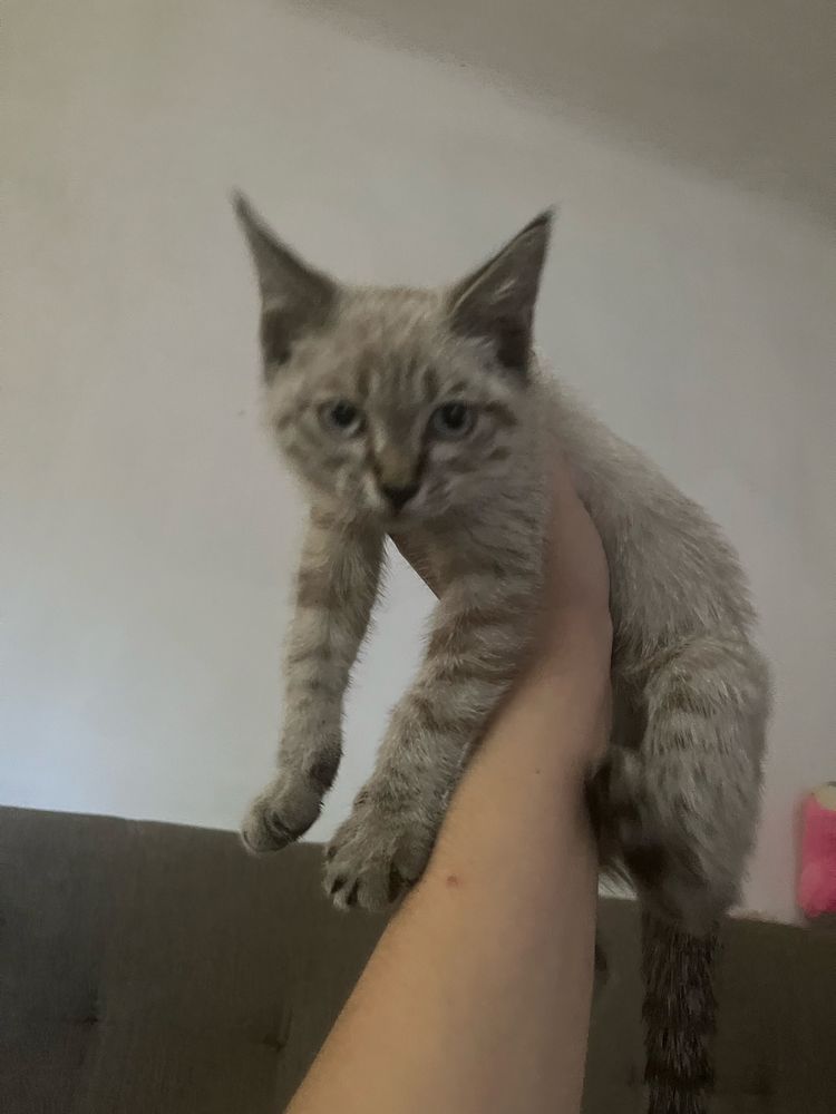 котенок мальчик в хорошие руки