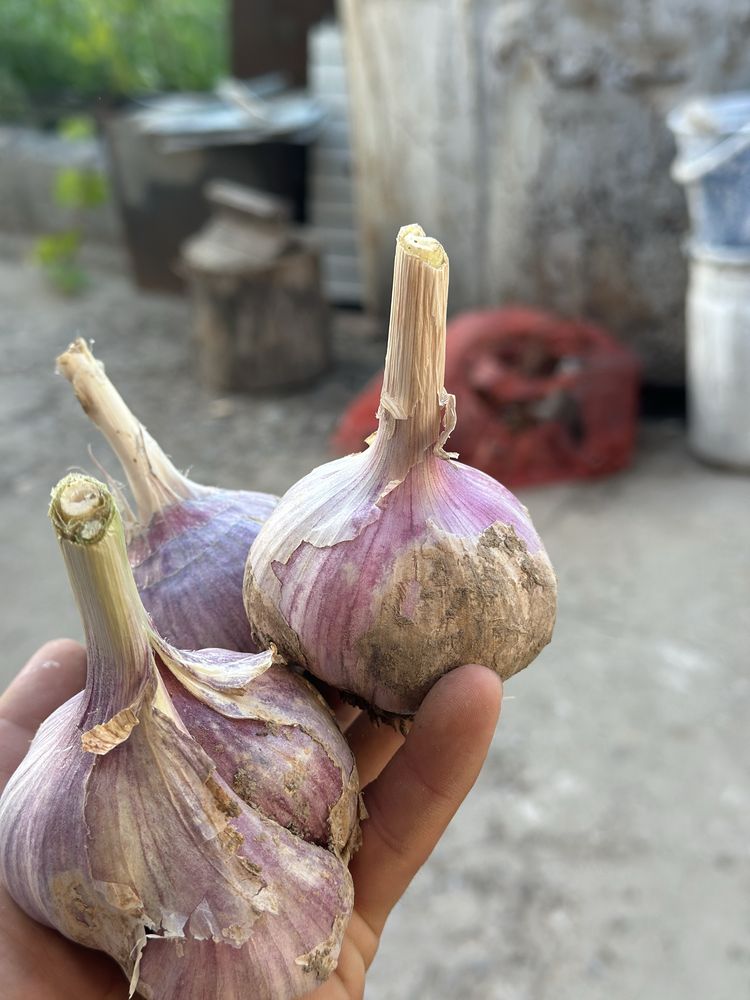Продам чеснок свежий