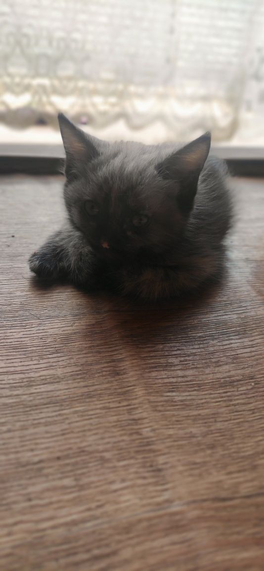 Котенок, девочка,  1,5 месяца