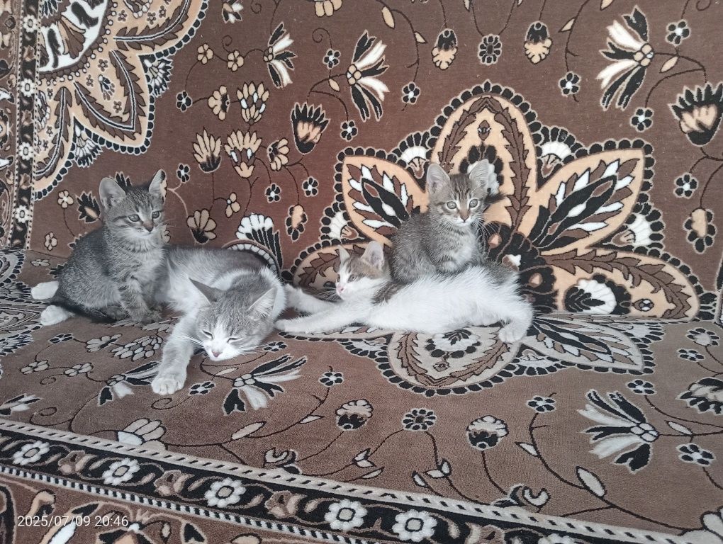 Отдам котят бесплатно.