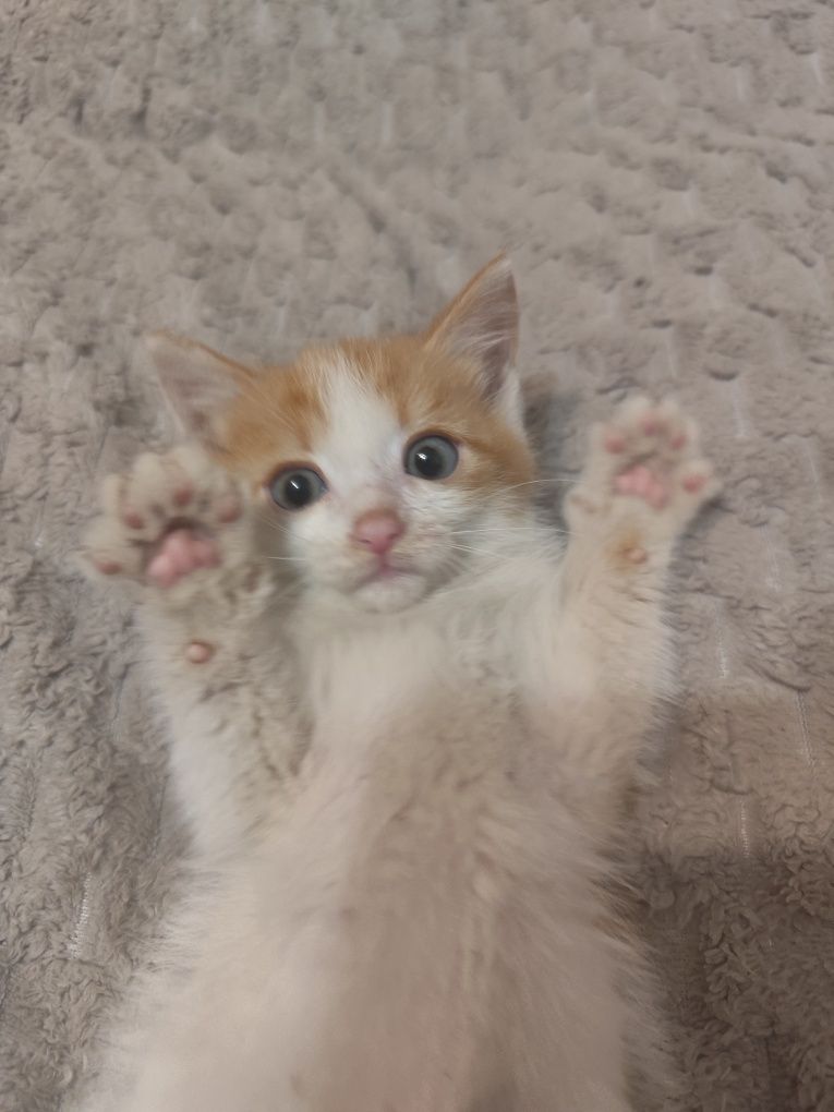 Отдам милых котят