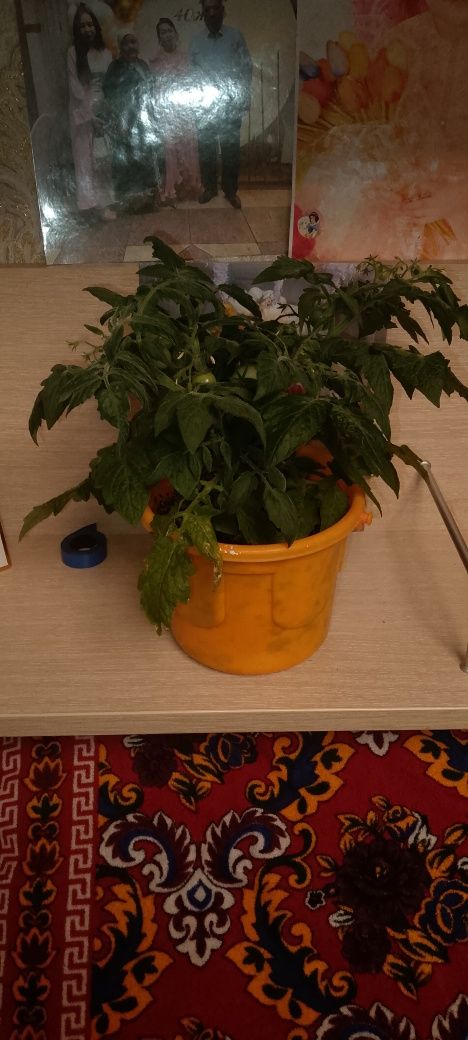 Продам балконные помидоры черии