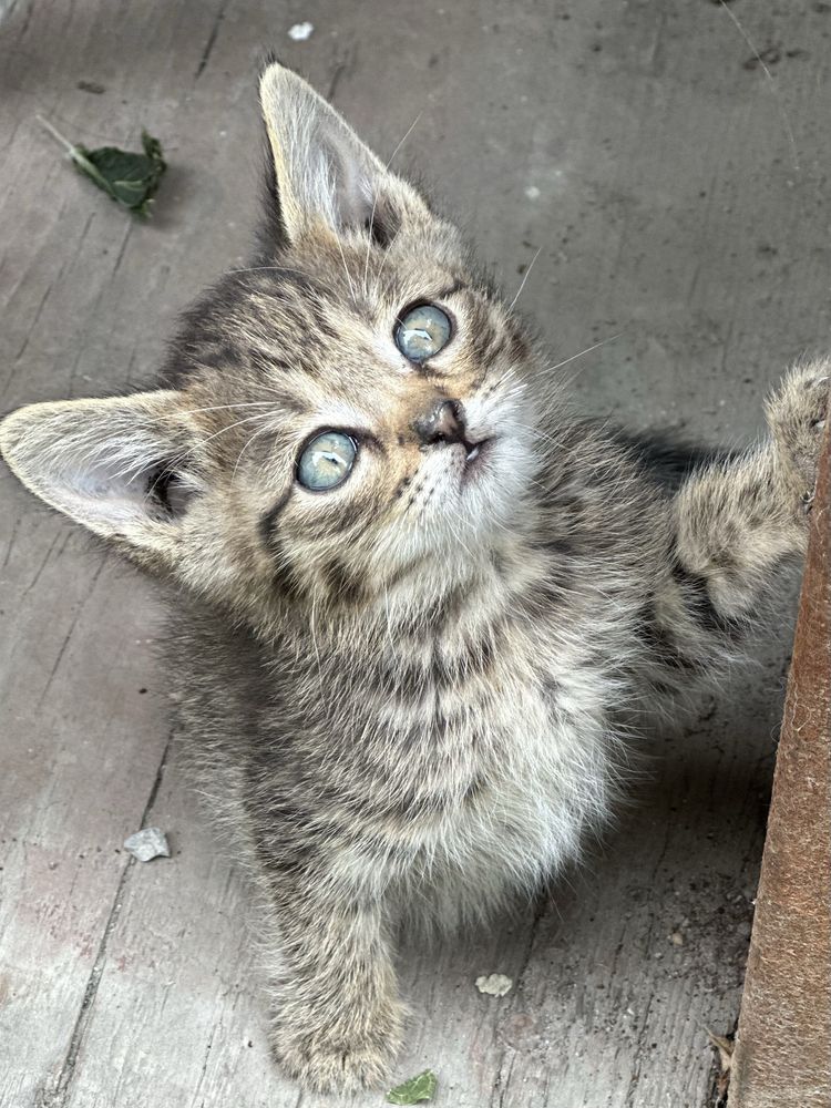 Отдам котят в добрые руки