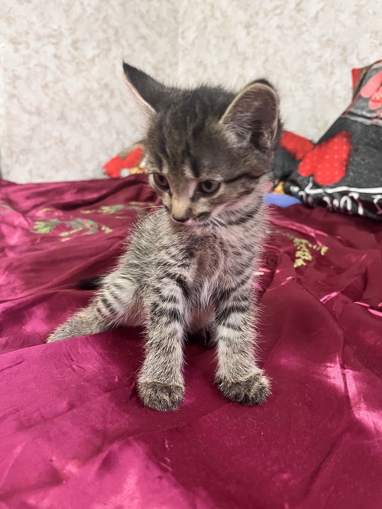 Отдам котят в добрые руки