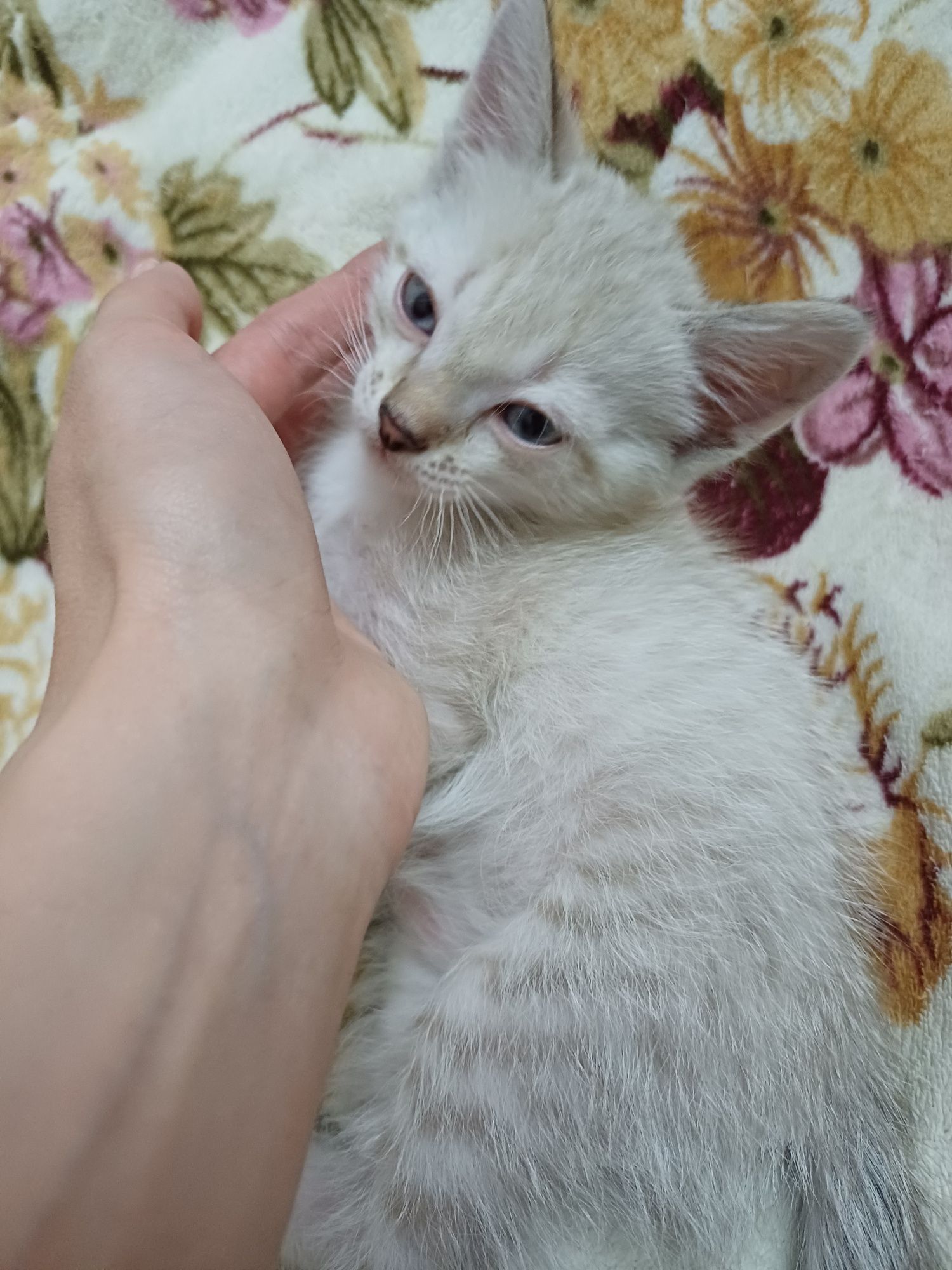 Котёнок, мальчик