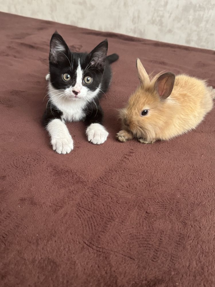 Отдам котенка в хорошие руки