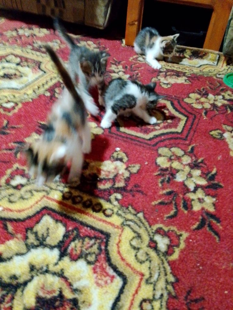 Домашние котята   .