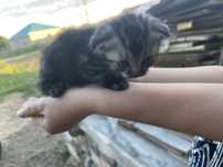 Отдается кот бесплатно породы веслоузая