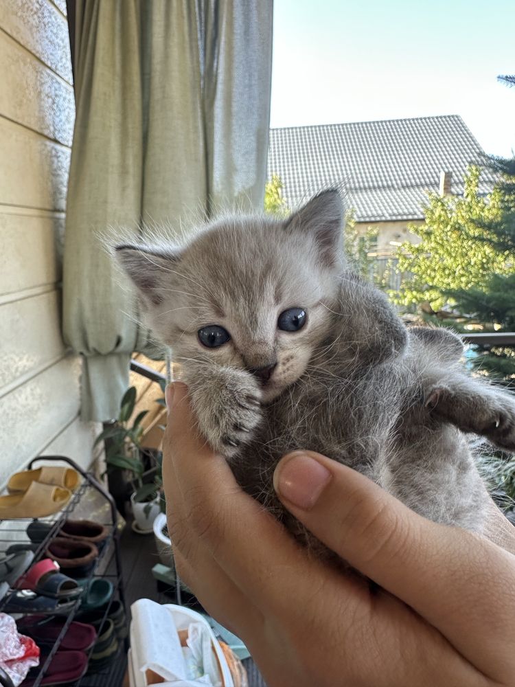 Отдам котят в добрые руки
