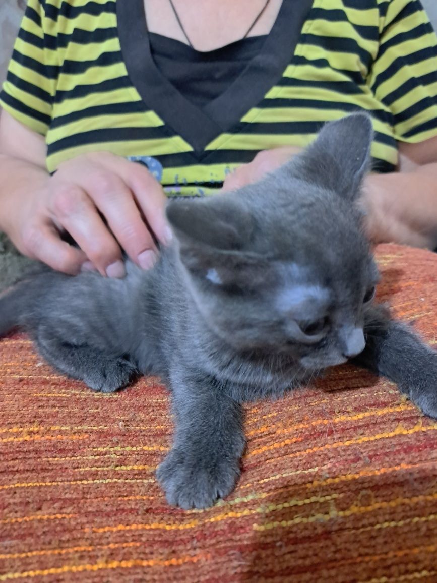 Отдам котят в добрые руки