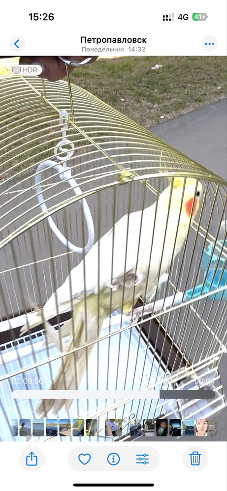 Продам попугай корелла нимфа