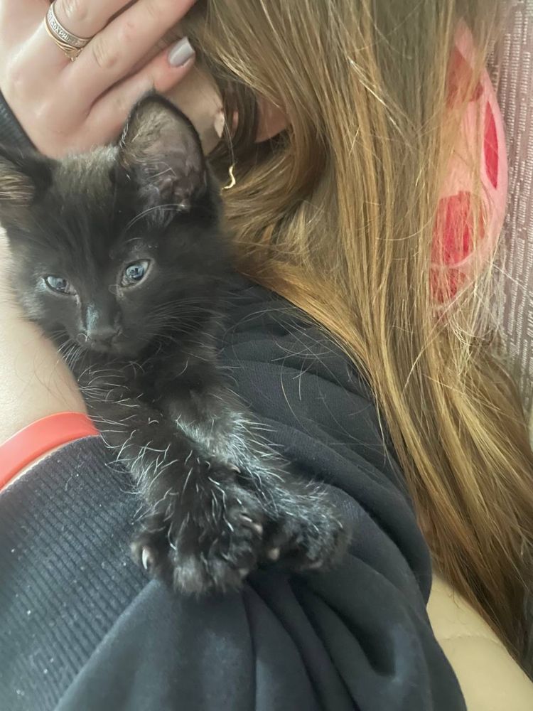 Отдам котенка в хорошие руки,в связи с уездом