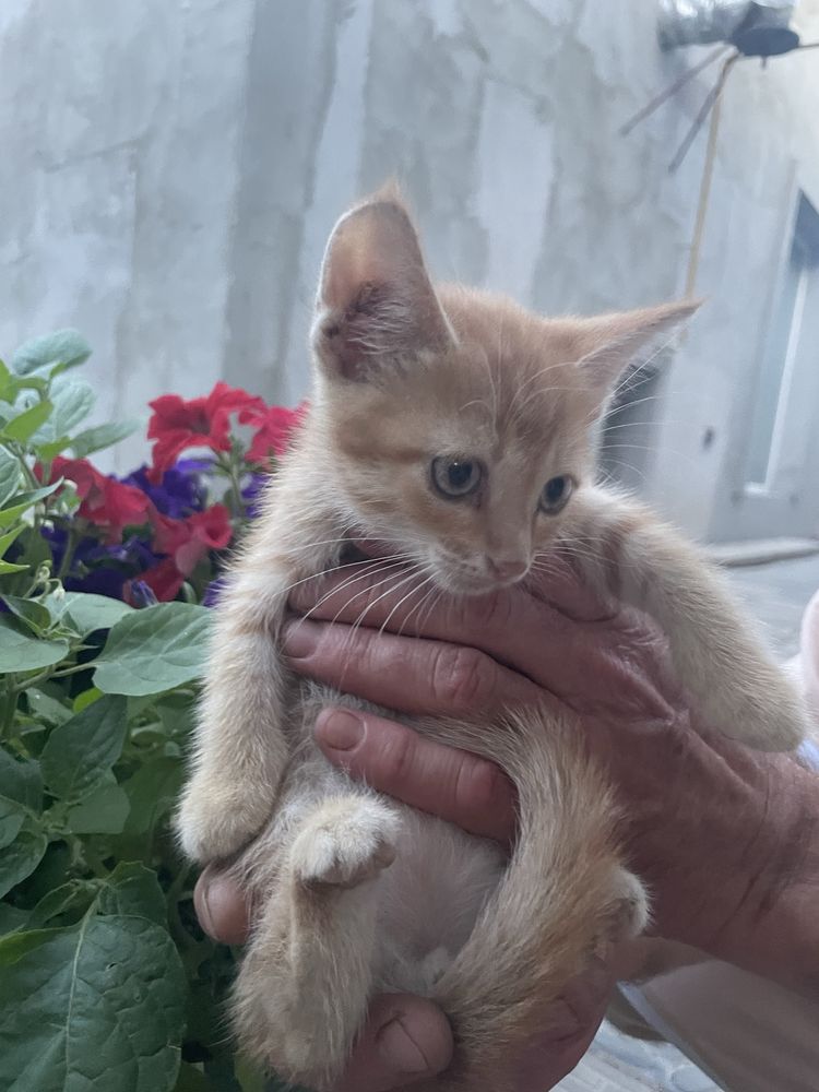 Отдам котят в добрын руки бесплатно