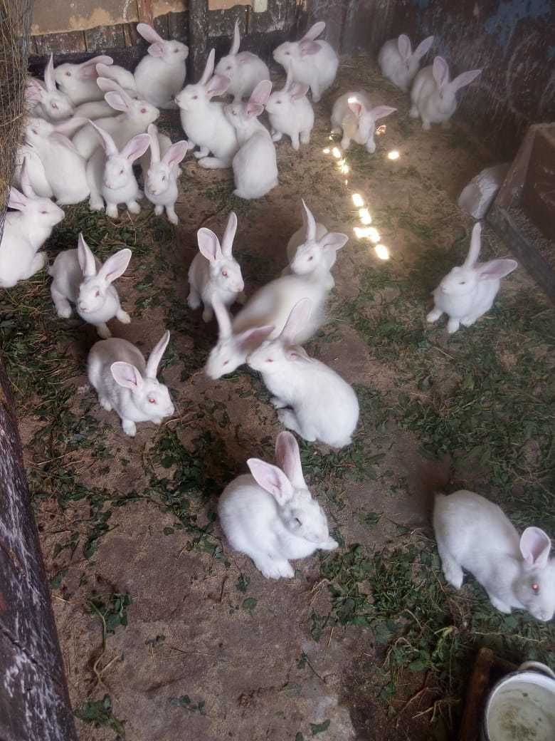 Продам кроликов.