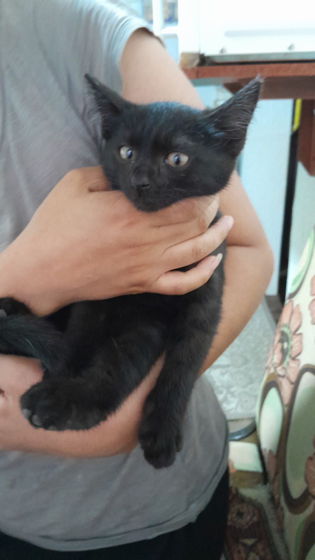 Отдам котенка в хороший руки