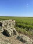 Продам сено с доставкой Обмен на скот