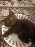 Котенок девочка ,