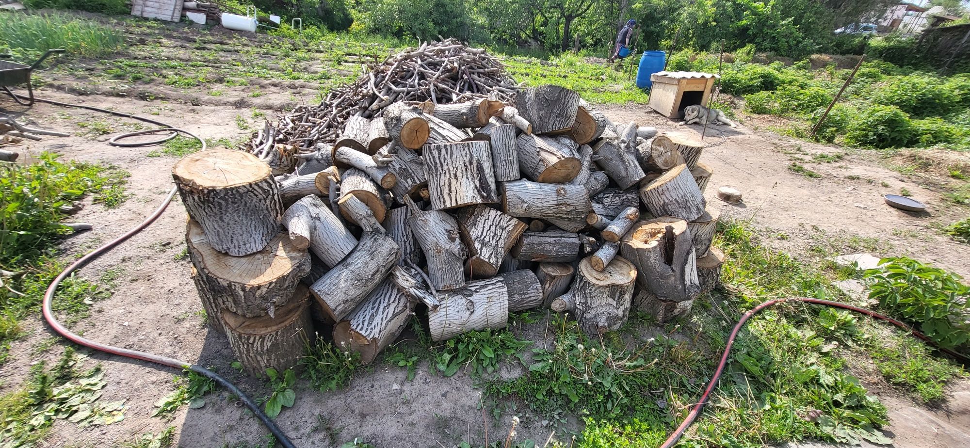 Дрова пеньки чурки грецкого ореха