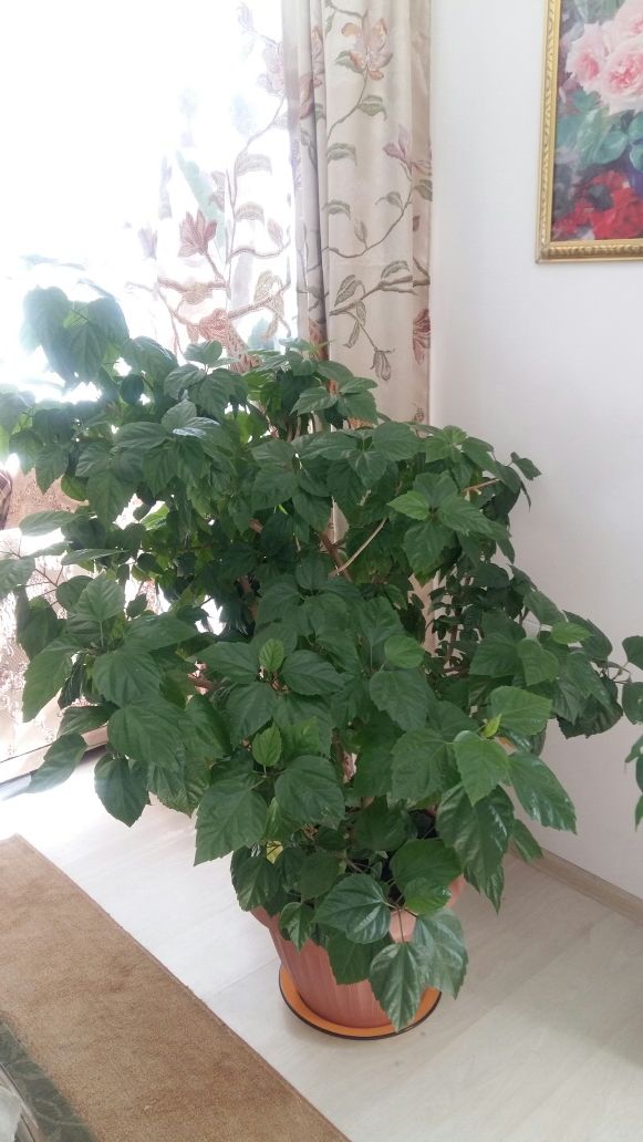 Продам комнатные цветы
