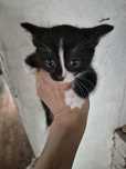 Отдам котят в хорошие руки