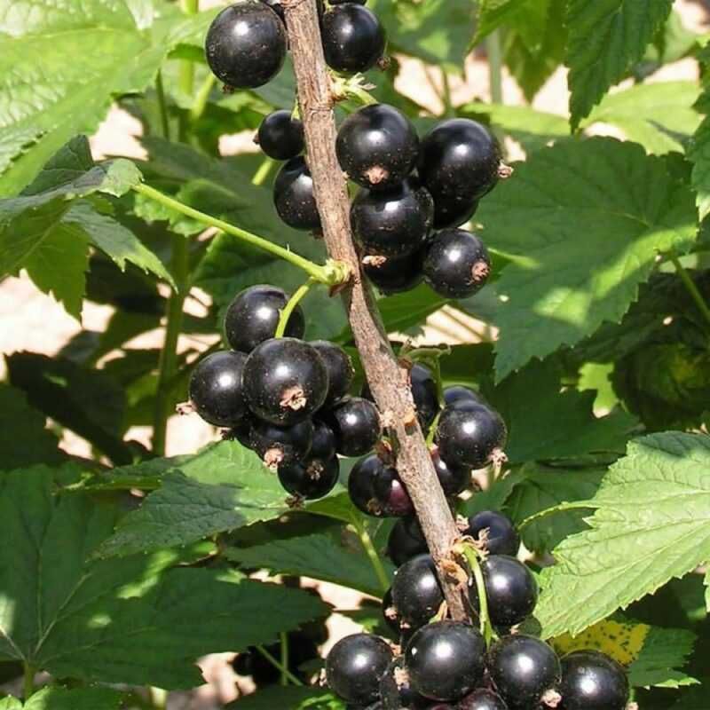 Саженцы смородины Ядрёная. Черная смородина