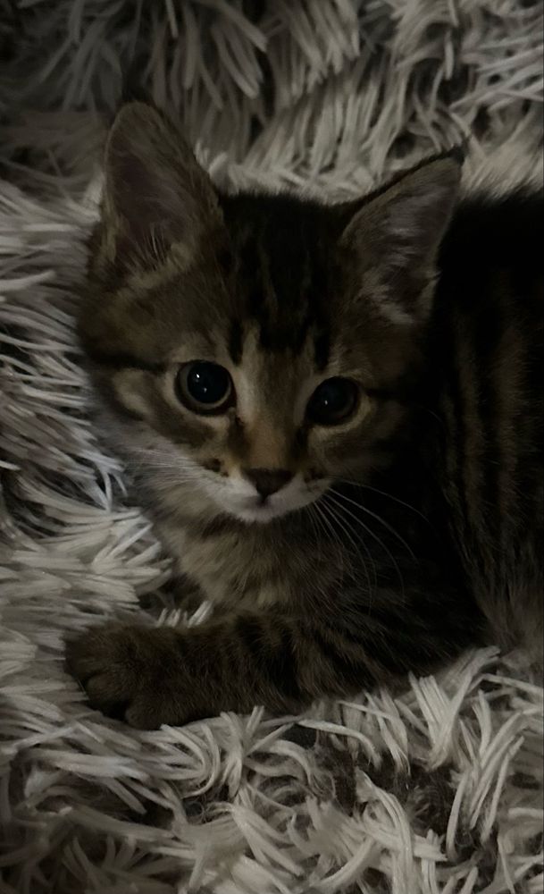 Котенок - девочка Кайя, 2 месяца