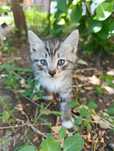Отдам котят в хорошие руки