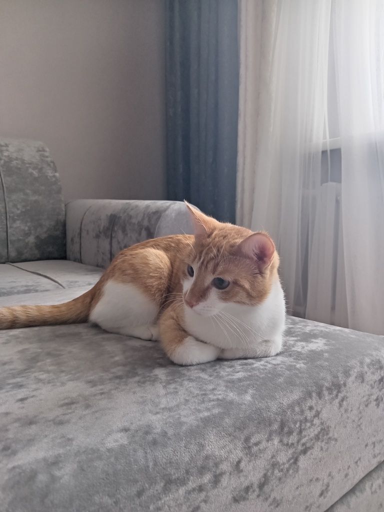 Отдам даром котёнка. 11 месяц