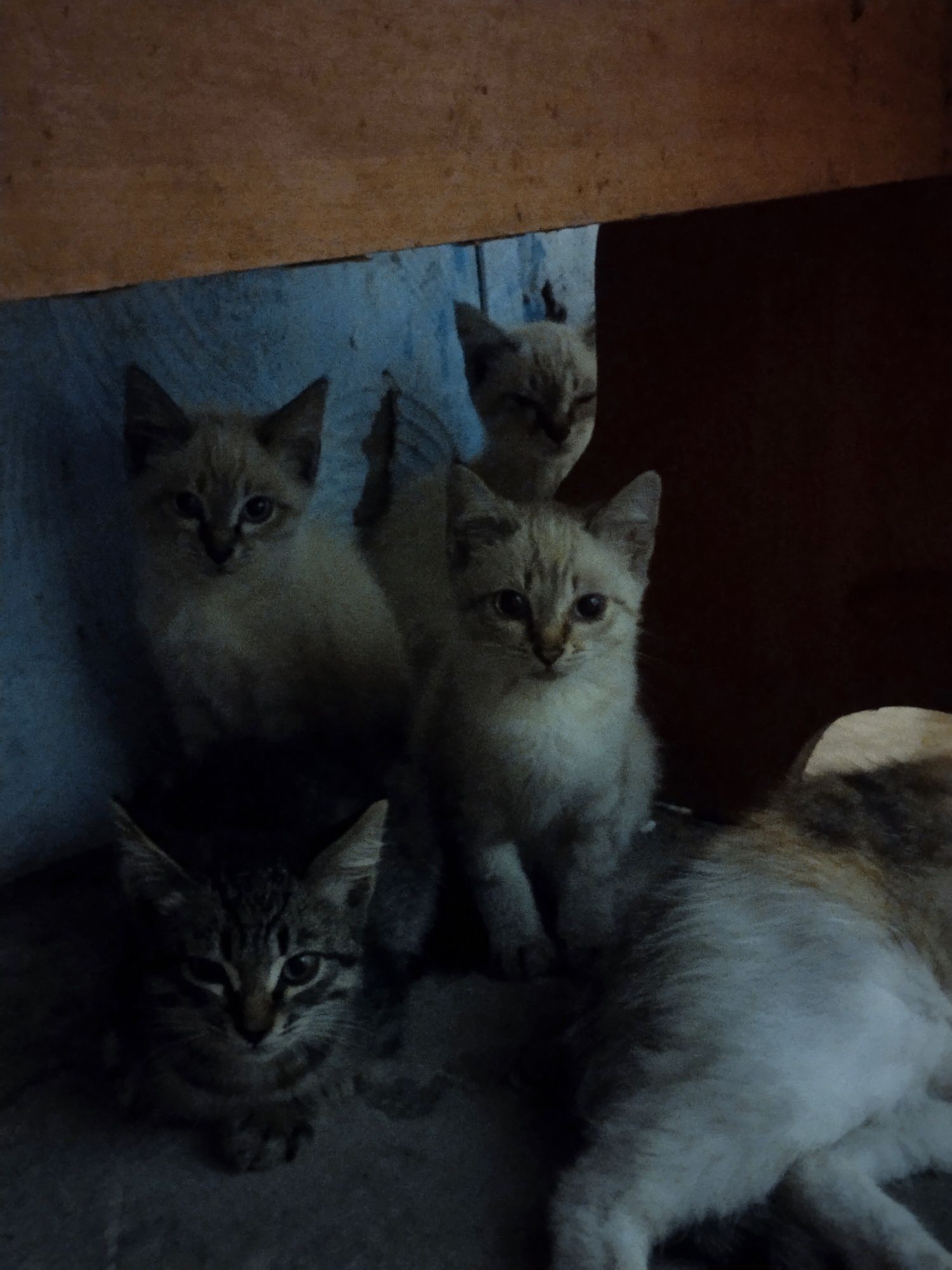 Котята ищут дом!!!