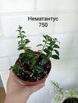 Аглаонема, немотантус