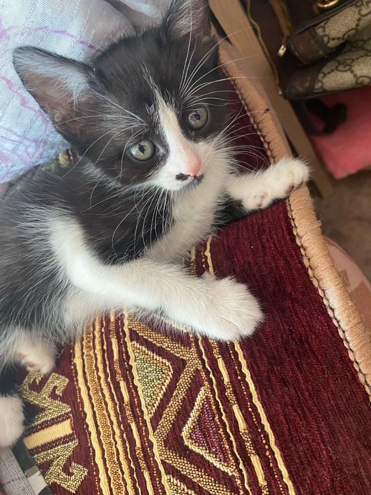 отдам котят даром