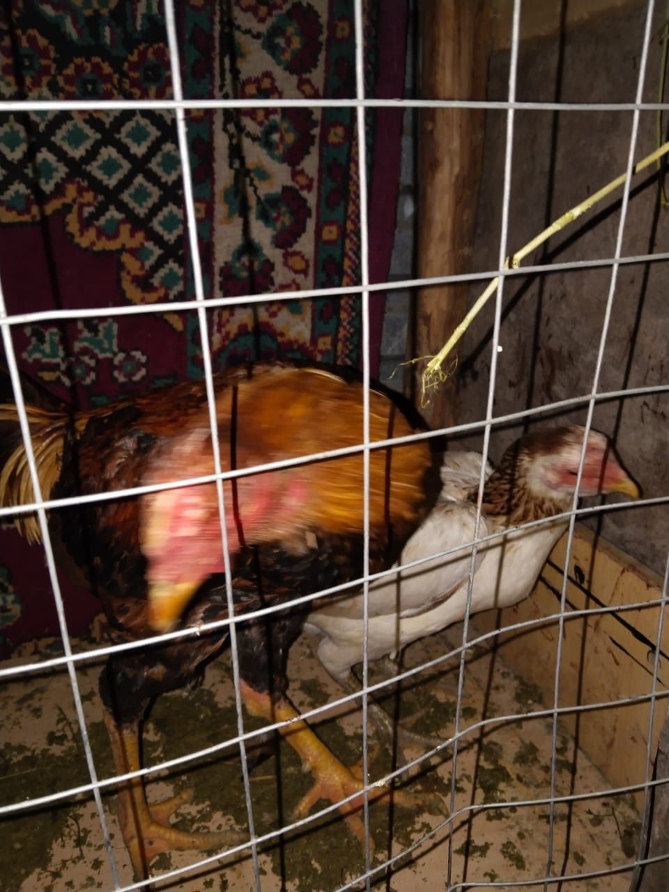 Продам даканов курей и петуха