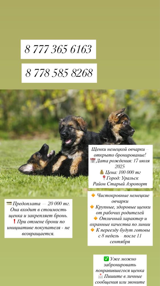 Щенки немецкой овчарки