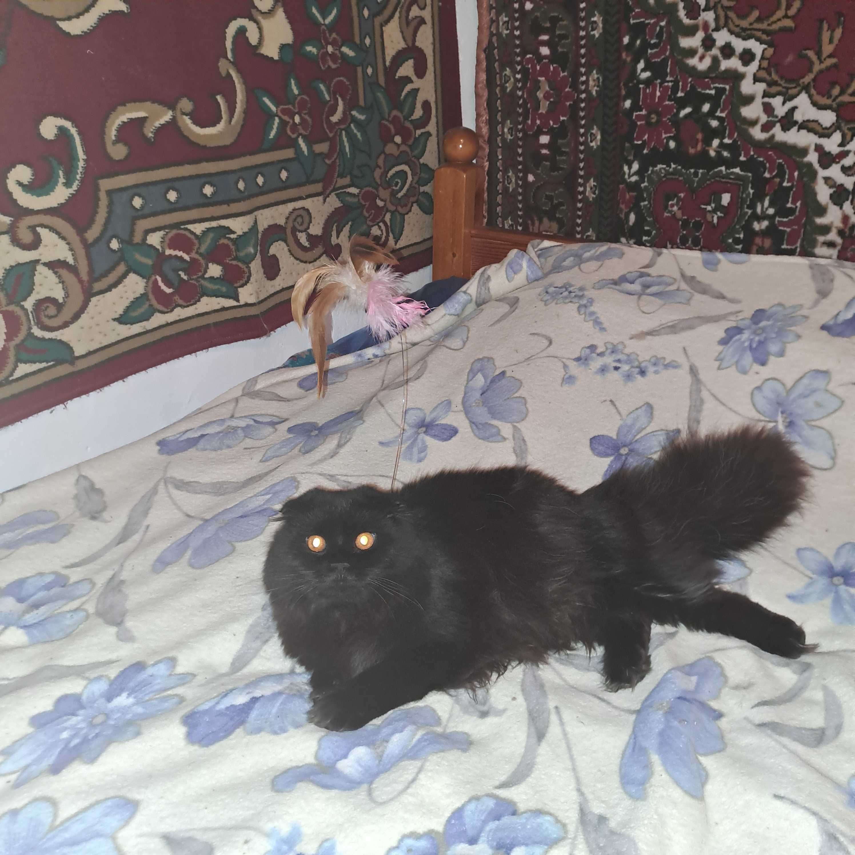 Кот скотишфолд для вязки