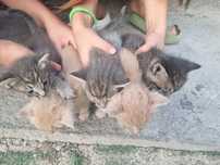 Котята даром в хорошие руки