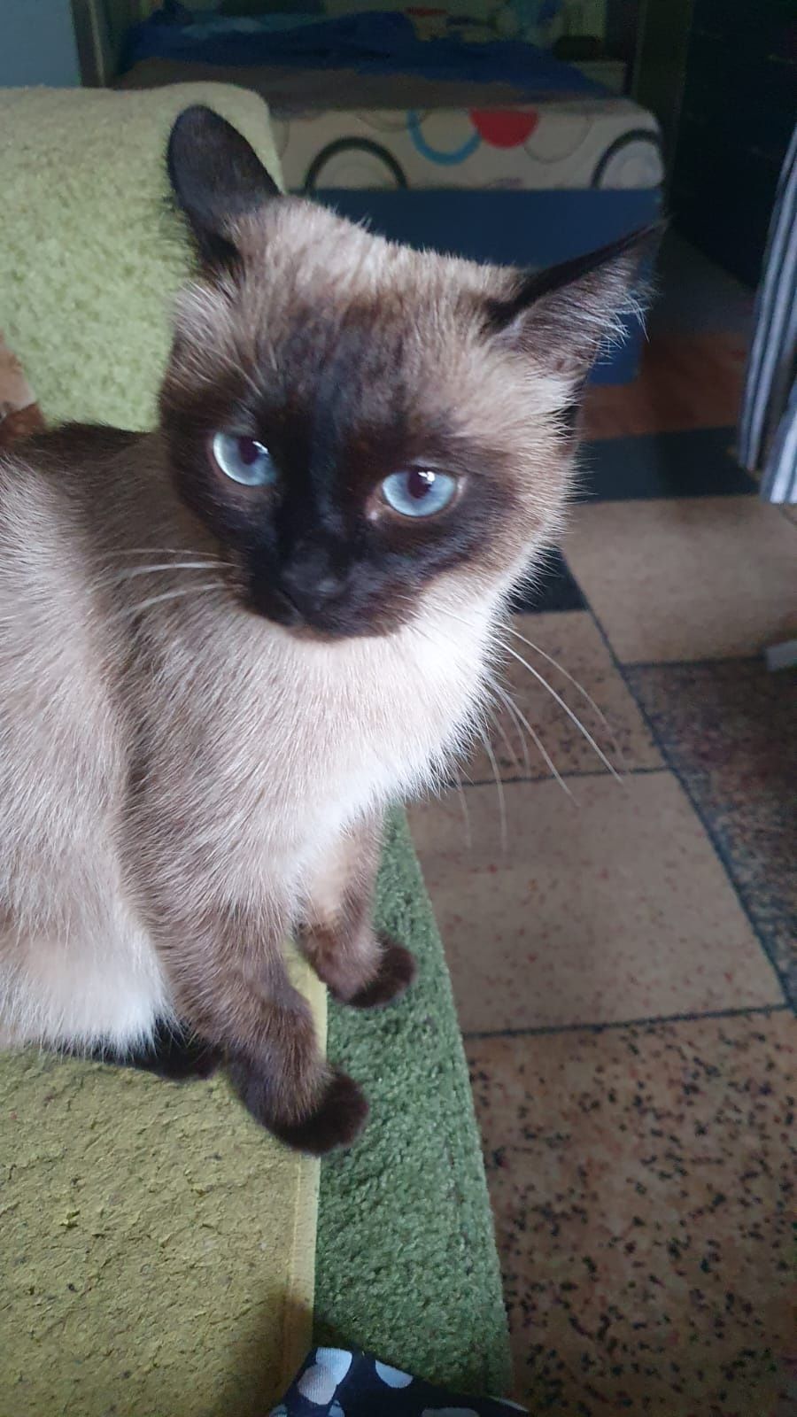 Отдам сиамскую кошечку